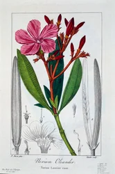 Nerium oleander, 1836